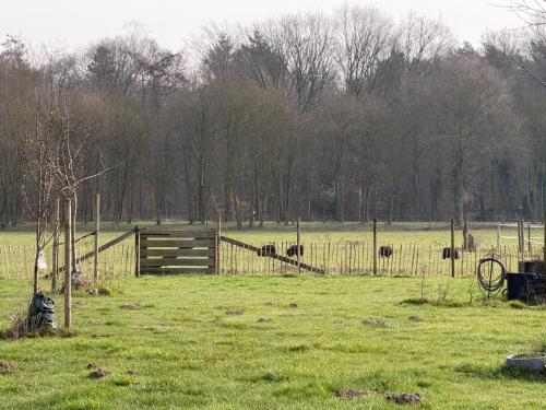 a group of cows in a field behind a fence at Fewo Snowdogs in Goch
