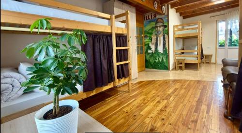 a room with bunk beds and a potted plant at хостел Галіція in Kolomiya
