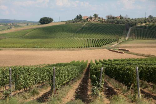 a vineyard in the middle of a field at Agriturismo Spazzavento in Vinci