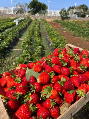 un mazzo di fragole in una scatola di legno in un campo di Borgo Rosso Terra a Gallipoli