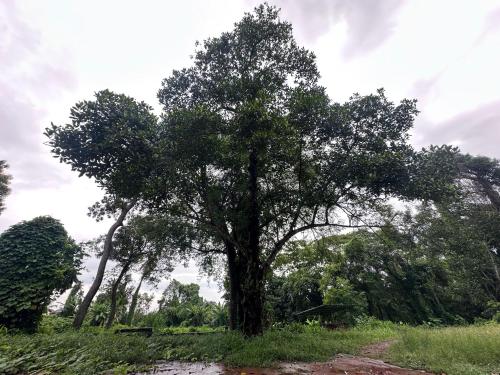 a large tree in the middle of a field at Warriam Road in Chottanikara