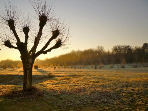 a tree sitting in the middle of a field at La SERPAUDERIE in Saint-André-de-Lidon