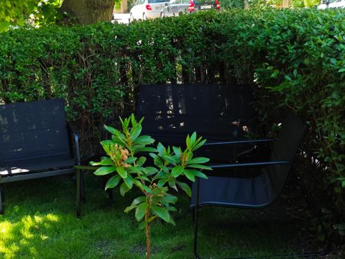 two black chairs sitting in the grass next to a bush at Karkonoskim Szlakiem in Kamienna Góra