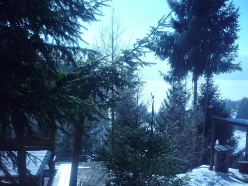 a group of trees with snow on them at Casa Edy in Colibiţa