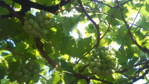 a bunch of green grapes hanging from a tree at Shawn Dale Homestay in Ramakkalmedu