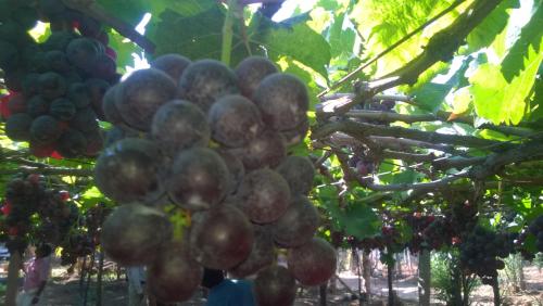 a bunch of grapes hanging from a tree at Shawn Dale Homestay in Ramakkalmedu