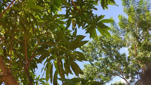 a group of trees with green leaves at Ultimate Freedom Bed and Breakfast in Santa Cruz