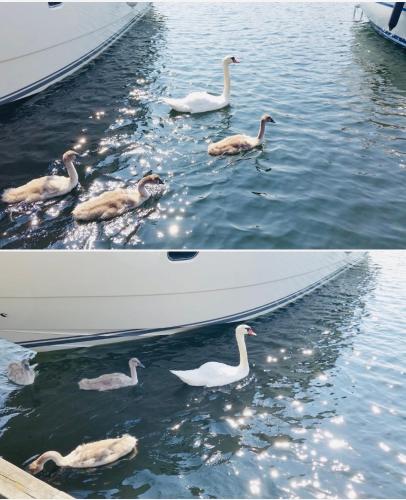 two pictures of ducks swimming in the water next to a boat at RYMLIG RENOVERAD GÄSTBOSTAD med egen ingång nära stranden i HÄLLEVIK in Sölvesborg
