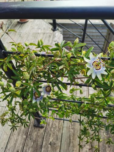 a potted plant sitting on a wooden table at La maison Kerserho in Plouhinec
