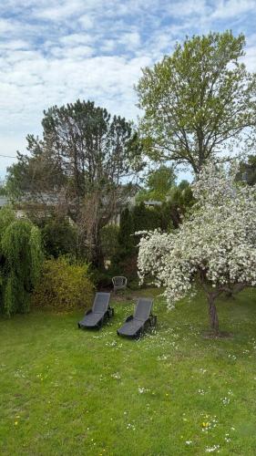 two chairs and a tree with white flowers in a yard at Chill Out Carnikava in Carnikava