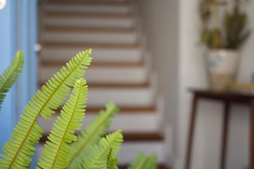 a close up of a green plant in front of a door at La Grulla Dorada in Perales del Puerto