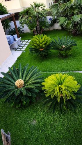 a garden with green plants in the grass at Villa Favignana in Favignana