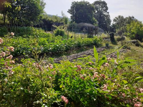 a garden with pink flowers and plants at L'école des Cévennes, "la maison" in Saint-Privat-de-Vallongue