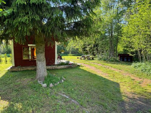 a small red cabin with a tree in the yard at Salatse metsa mesionn in Salatse