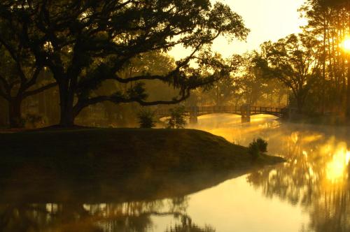 a body of water with a bridge and a tree at Montage Palmetto Bluff in Bluffton
