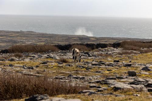 a horse grazing in a field with a geyser in the background at Aran Islands Hotel in Kilronan