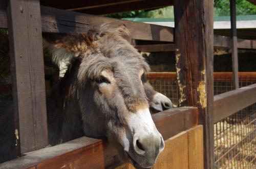 a donkey sticking its head out of a fence at Agriturismo Casa Villi in Solferino