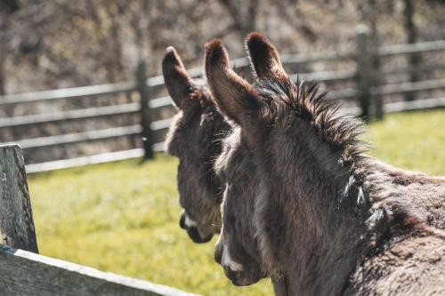 two horses standing in a field next to a fence at Jaufenspitze Blasighof in Racines