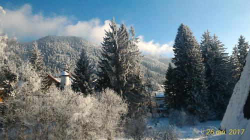 ポイアナ・ブラショフにあるApartament Ana Poiana Brasovの雪に覆われた森と木々と山