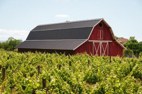 a red barn in a field of vines at Lahuta e Vjeter Agroturizem in Laç