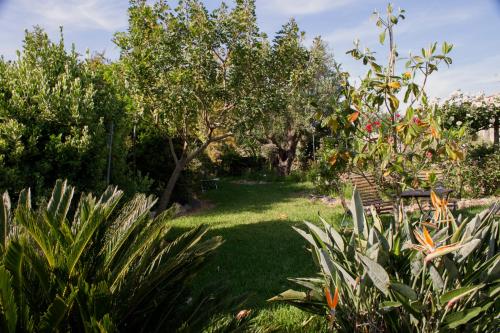 Κήπος έξω από το Il Vecchioliveto di Ornella