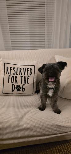 a dog sitting on a bed with a reserved for the dog pillow at The Lemon Zest Cottage Paws Welcome in Pensacola