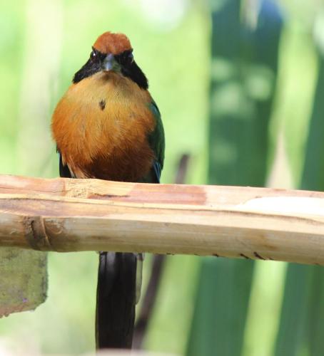 a bird sitting on top of a wooden rail at Saguamby Mindo Lodge in Mindo