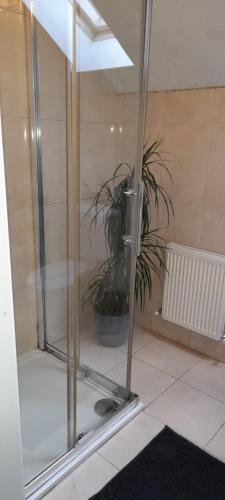 a glass shower with a potted plant in a room at Double Bed in Loft Space with En Suite in Loughrea