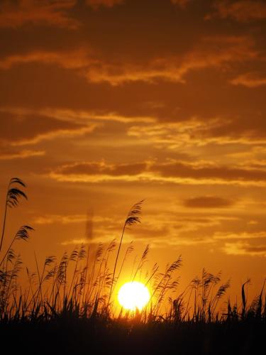 a silhouette of a field with the sunset in the background at Podamirowo Domki Nad Jeziorem in Podamirowo