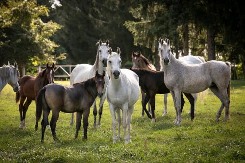 a group of horses standing in a field at St.Michael Panzió Lovaspark in Vasszentmihály