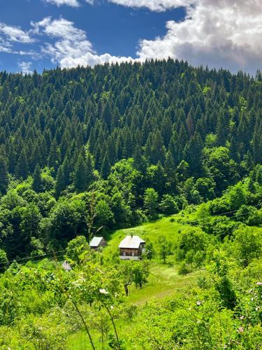 a house on a hill in the middle of a forest at Djedova Zemljana kuca in Žabljak