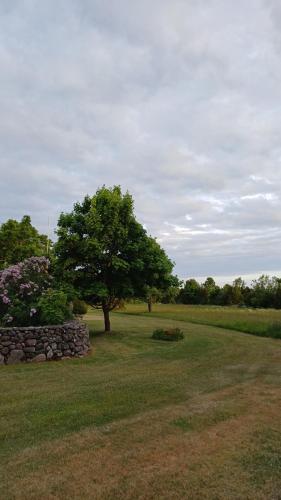 a tree and a stone wall in a field at Matsi cottage in Igaküla