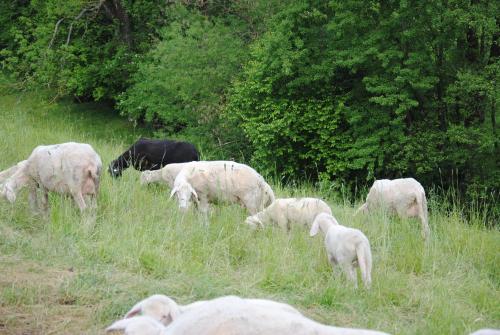a herd of sheep grazing in a field of grass at Landgasthof Seyrlberg in Reichenau im Mühlkreis