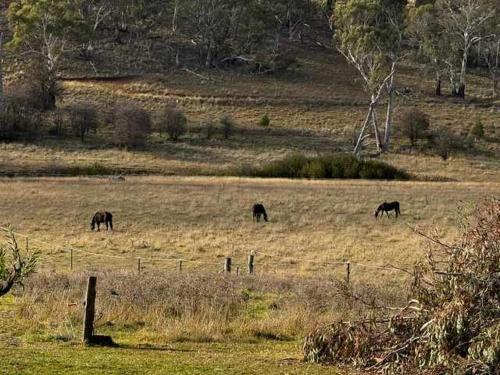 three horses grazing in a field of grass at The Dairy and Pines Tiny house by Tiny Away in Shadforth