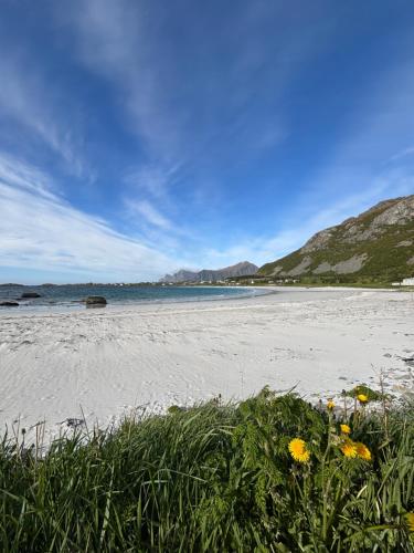 a beach with yellow flowers and the ocean and mountains at Lofoten Bed & Breakfast Reine - Rooms & Apartments in Reine