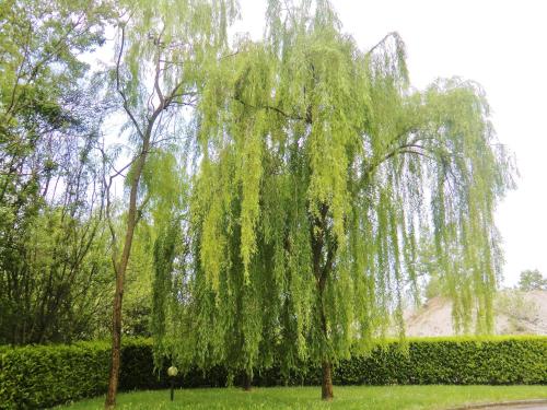 a weeping willow tree in a park at Hotel Luna in Vigonovo