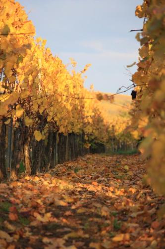 Gites des Dix Vins – Photos 3