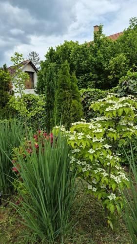 a garden with plants and flowers in front of a house at Kisbagoly Vendégház in Parád