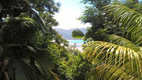 a view of the beach through the trees at Seychelles Yellow Petals in Anse Boileau