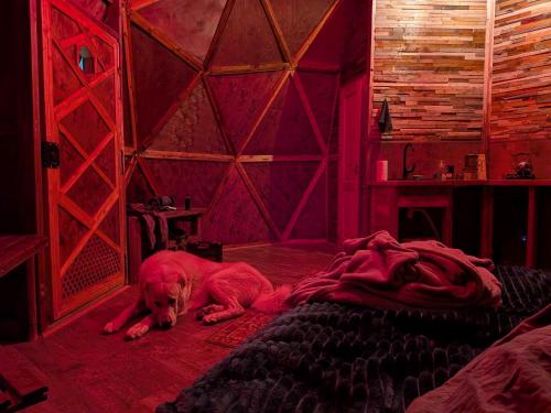 a dog laying on a bed in a room at Knowledge Temple - Keni in Kapan