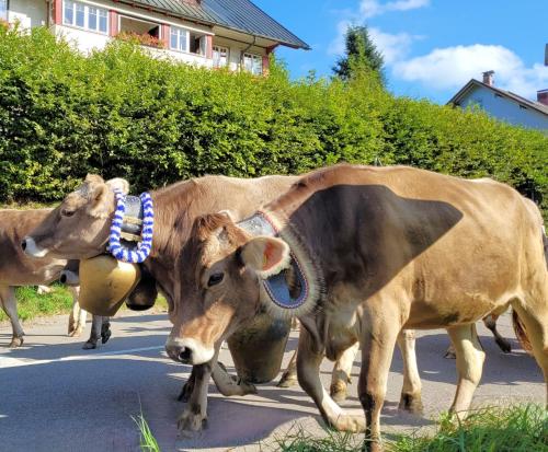 two cows walking down a street with a collar at Daheim Nr 2 - Südwesterhaus Allgäu in Oberstaufen
