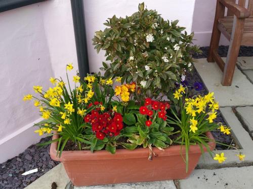 a flower pot with colorful flowers in it at Y Garth B&B in Newport