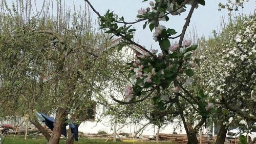 a group of trees with white flowers in a field at Agroturystyka Zaborski Sad in Zabór