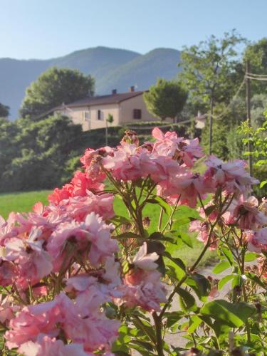 a bush of pink flowers with a house in the background at Il Casaletto di Simonetta in Acquasparta