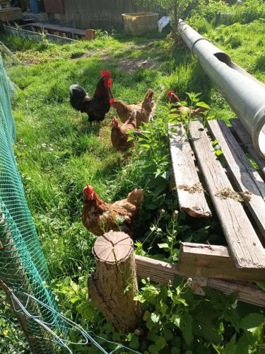 a group of chickens walking in the grass next to a bench at Domki bungalowe nr 8 in Stosrow