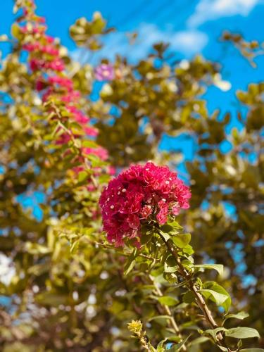 a bunch of pink flowers on a tree at Recanto Macambira in Delmiro Gouveia