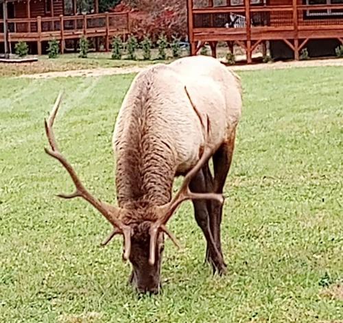 a deer with antlers grazing in a field of grass at The Mountain Haven in Maggie Valley