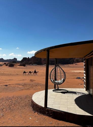 a group of camels running in the desert at elan luxury camp in Disah