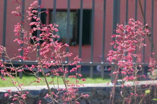 a plant with pink flowers in front of a building at Villa Giuanne in Arenzano