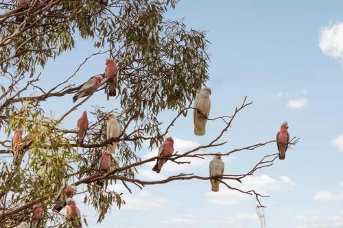 a flock of birds sitting on a tree branch at Kookaburra Retreat by Tiny Away in Arcadia